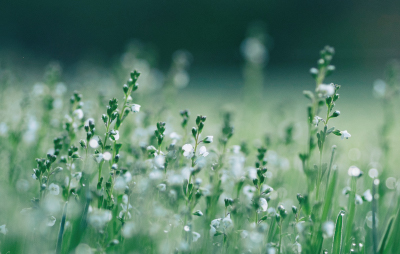 ホワイト・ティーの画像